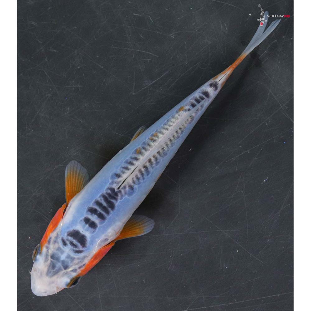 5” Shusui Koi Fish For Sale
