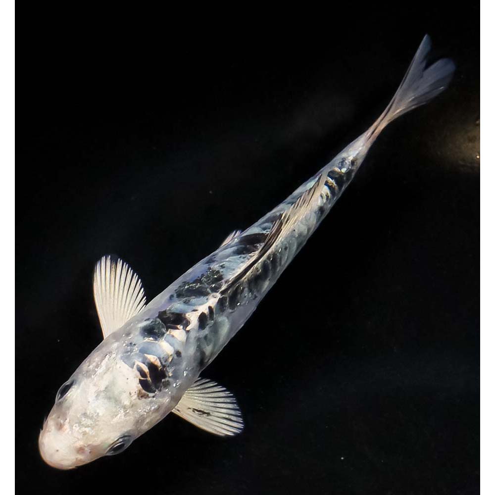 4” Doitsu Blue Gin Shiro Bekko | Koi Fish For Sale