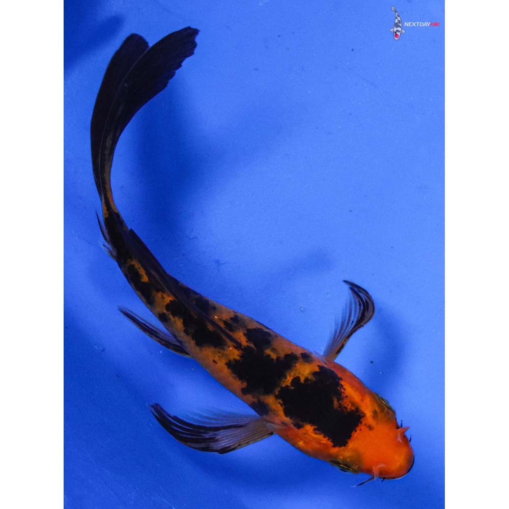3 Aka Bekko Butterfly Koi Koi Fish For Sale