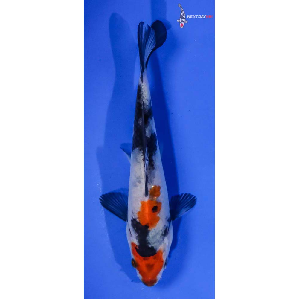 4.5” Showa | Koi Fish For Sale