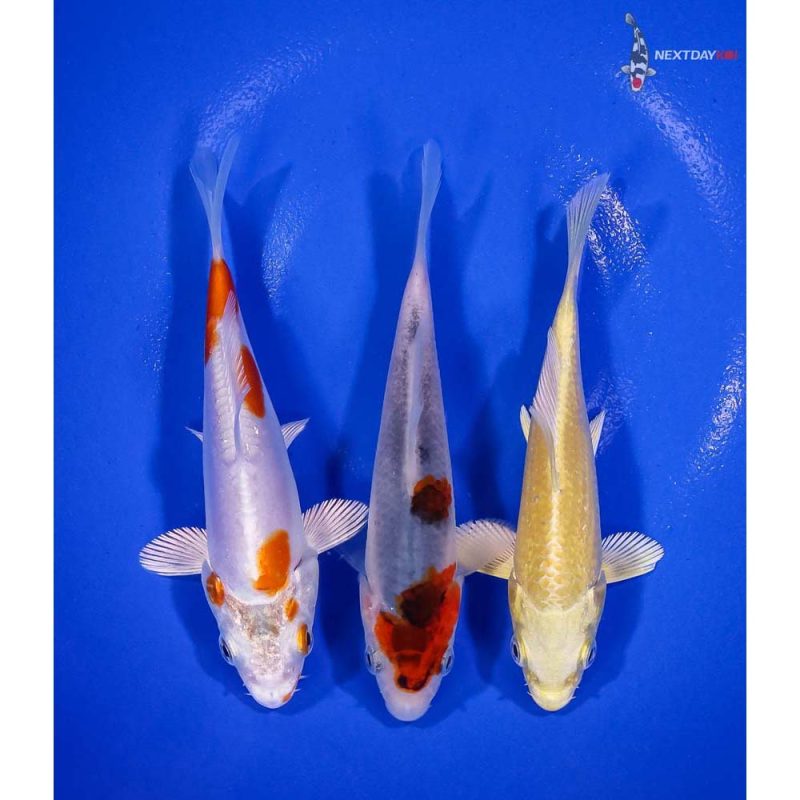 Lot Of 3 4 5 Assorted Koi Koi Fish For Sale   2024.01.25 X 26 13 3 800x800 