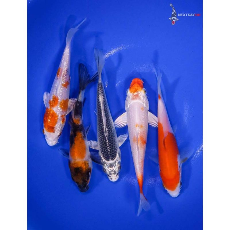 Lot of (5) 4-5” Assorted Koi