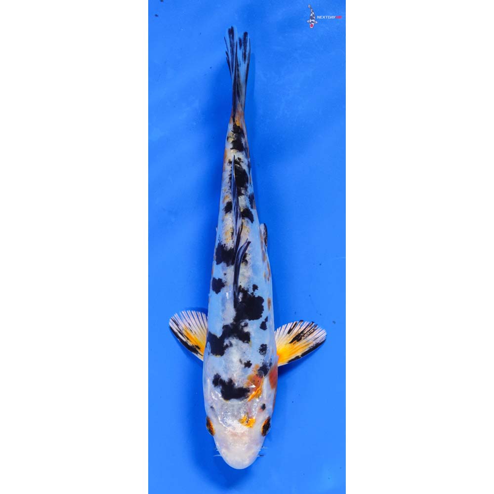 6” Heisei Nishiki Koi Fish For Sale