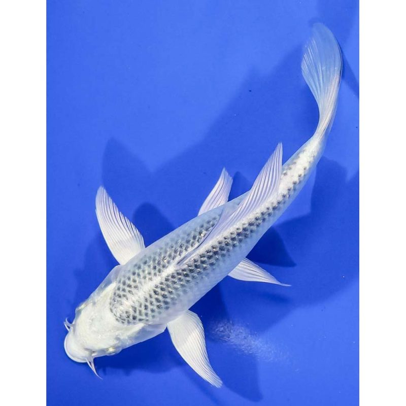 6” Gin Matsuba Butterfly Koi Koi Fish For Sale