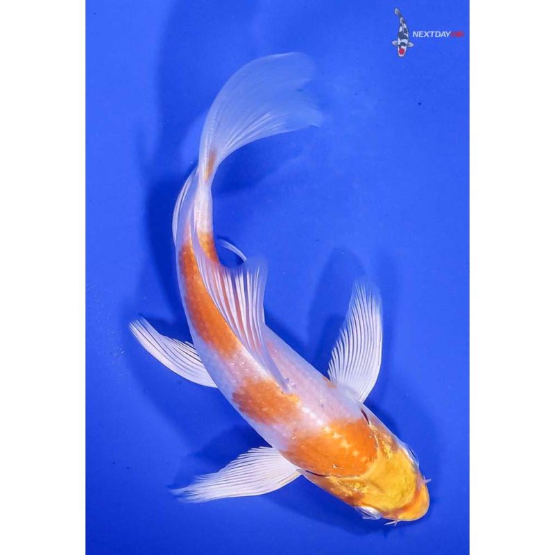 Hariwake Koi Fish For Sale | Next Day Koi