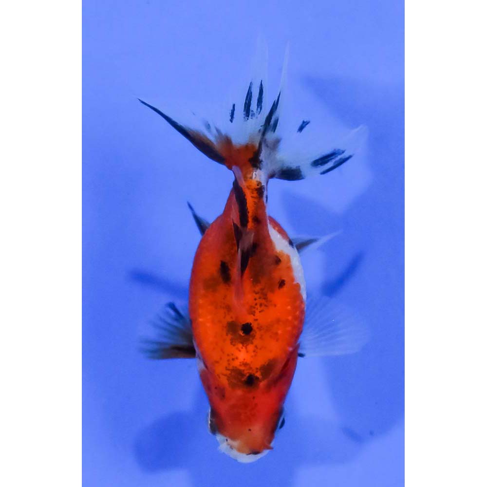 2 5 Imported Calico Pearlscale Koi Fish For Sale 2-5-imported-calico-pearlscale-koi-fish-for-sale