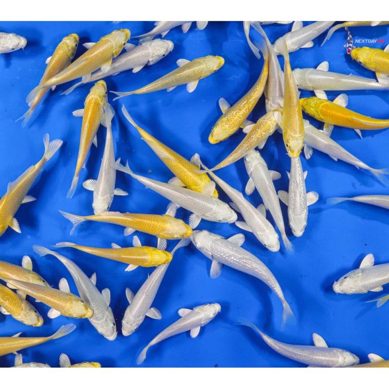 Koi Pond Packs Koi Fish For Sale Next Day Koi