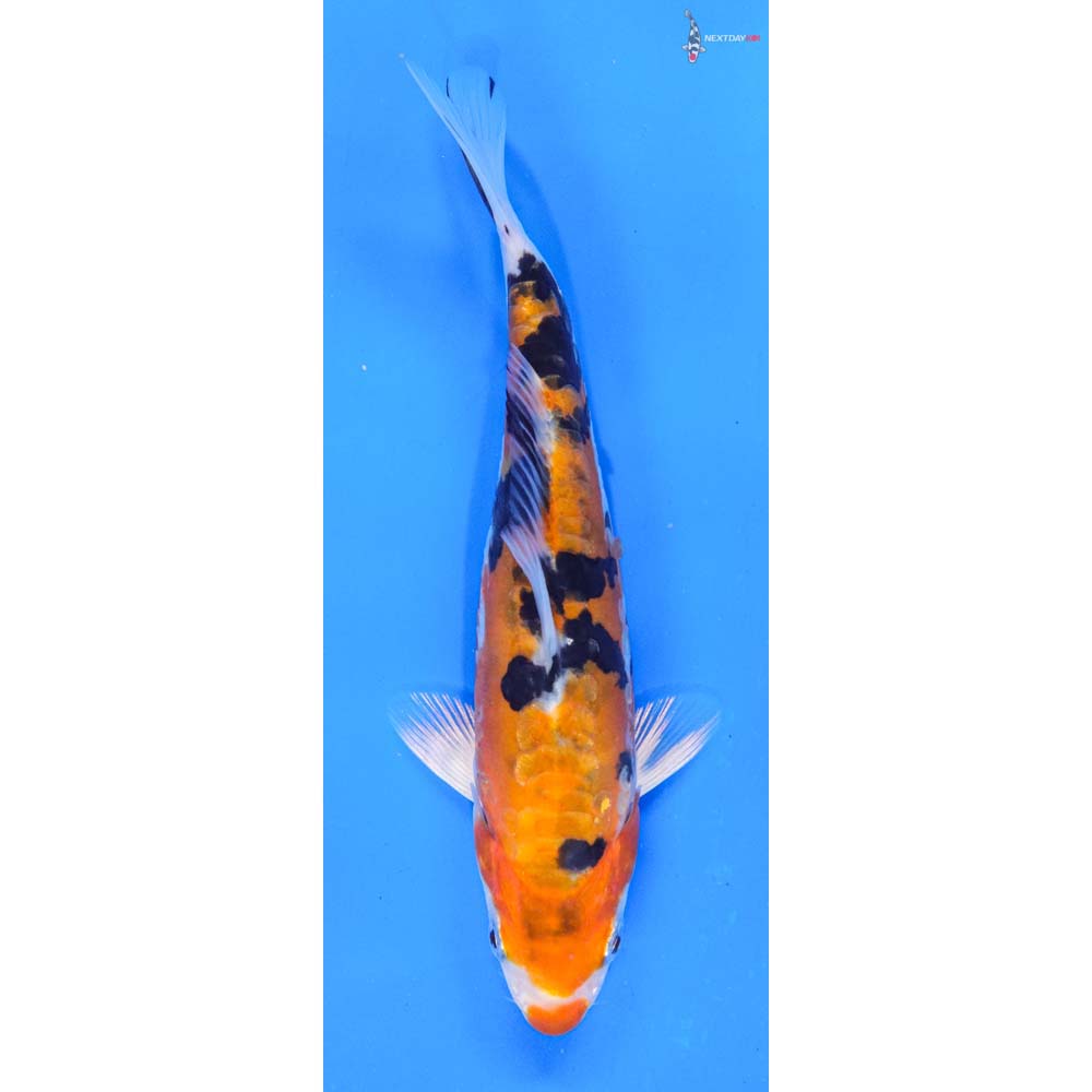 6-heisei-nishiki-koi-fish-for-sale