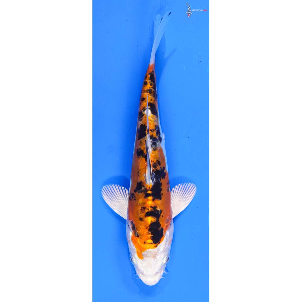 6-heisei-nishiki-koi-fish-for-sale