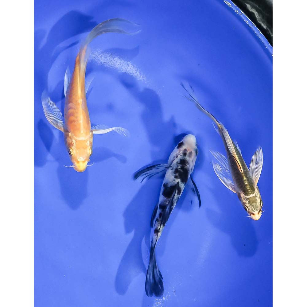 lot-of-3-3-5-5-assorted-butterfly-koi-koi-fish-for-sale
