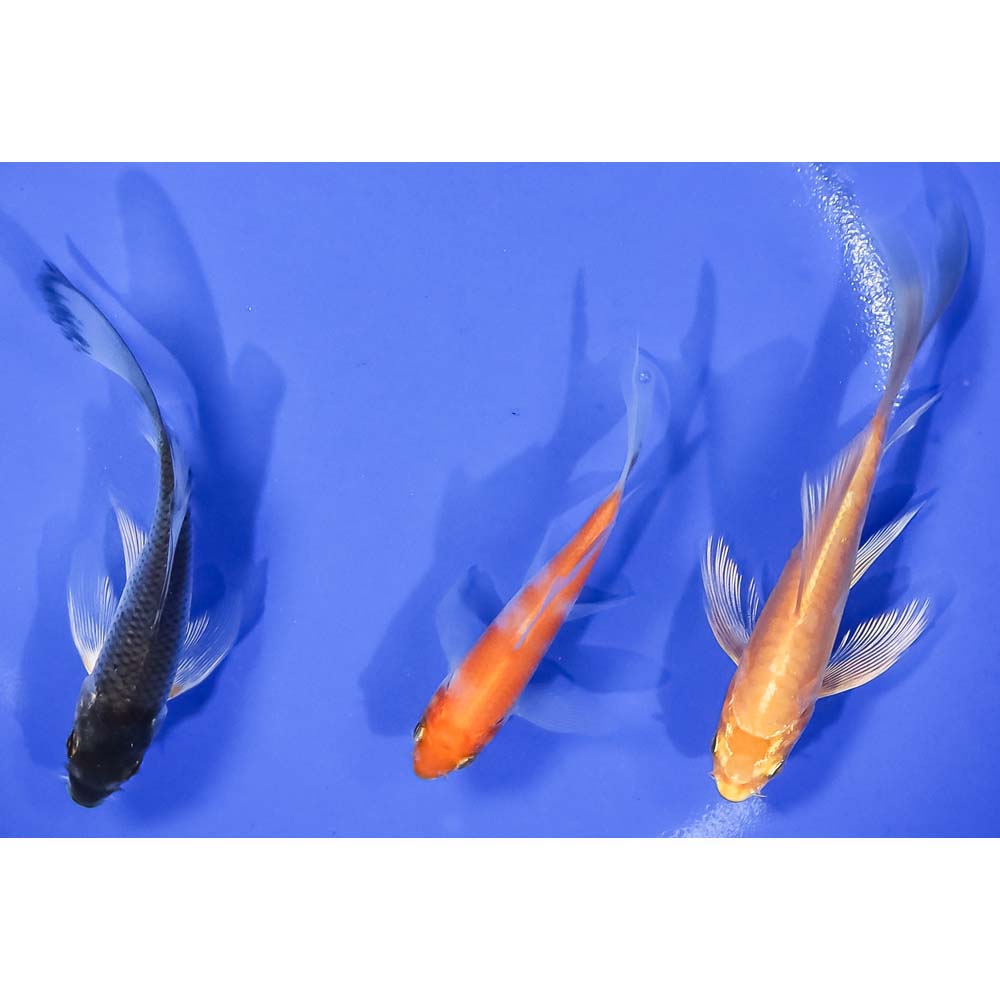 lot-of-3-3-5-5-assorted-butterfly-koi-koi-fish-for-sale