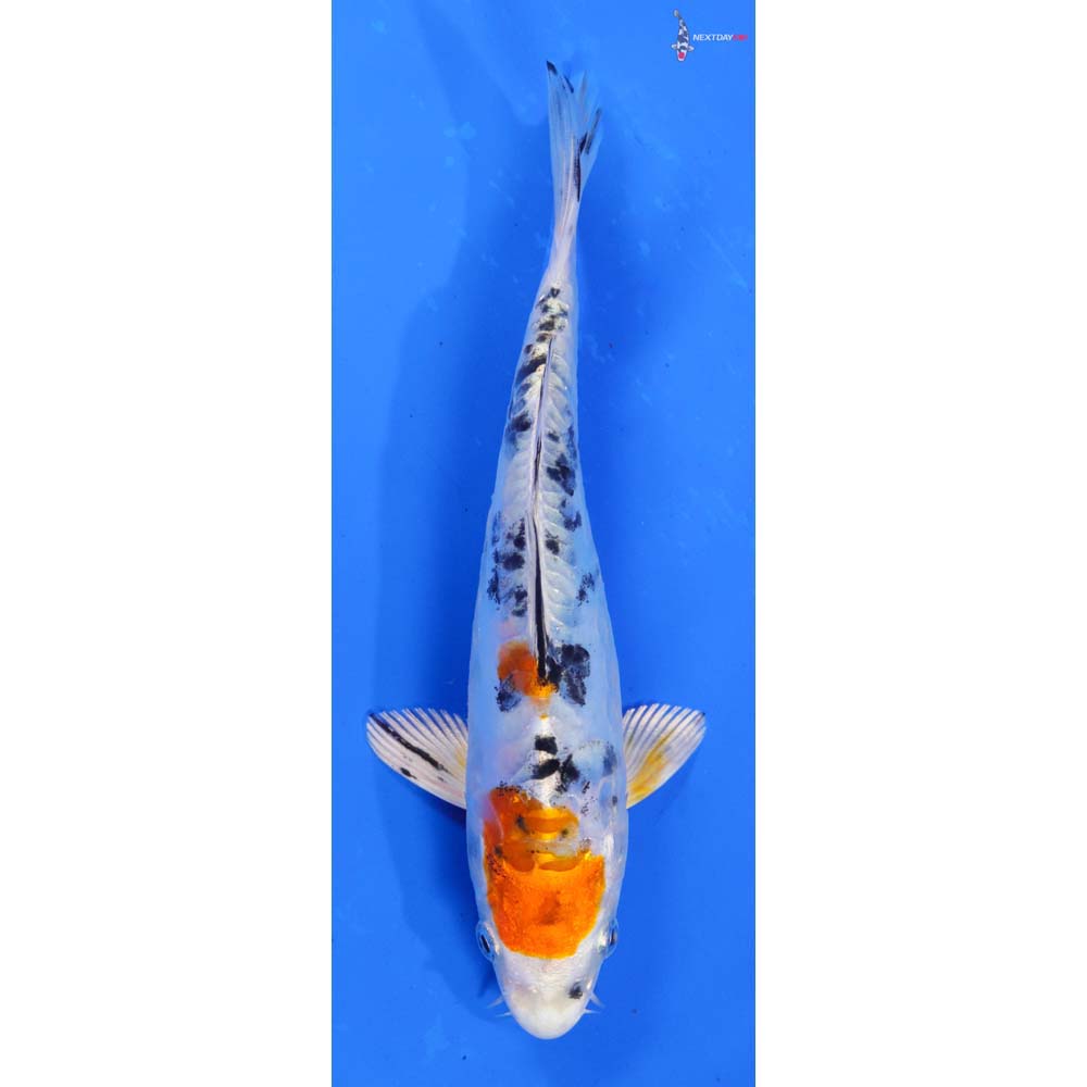 7-heisei-nishiki-koi-fish-for-sale