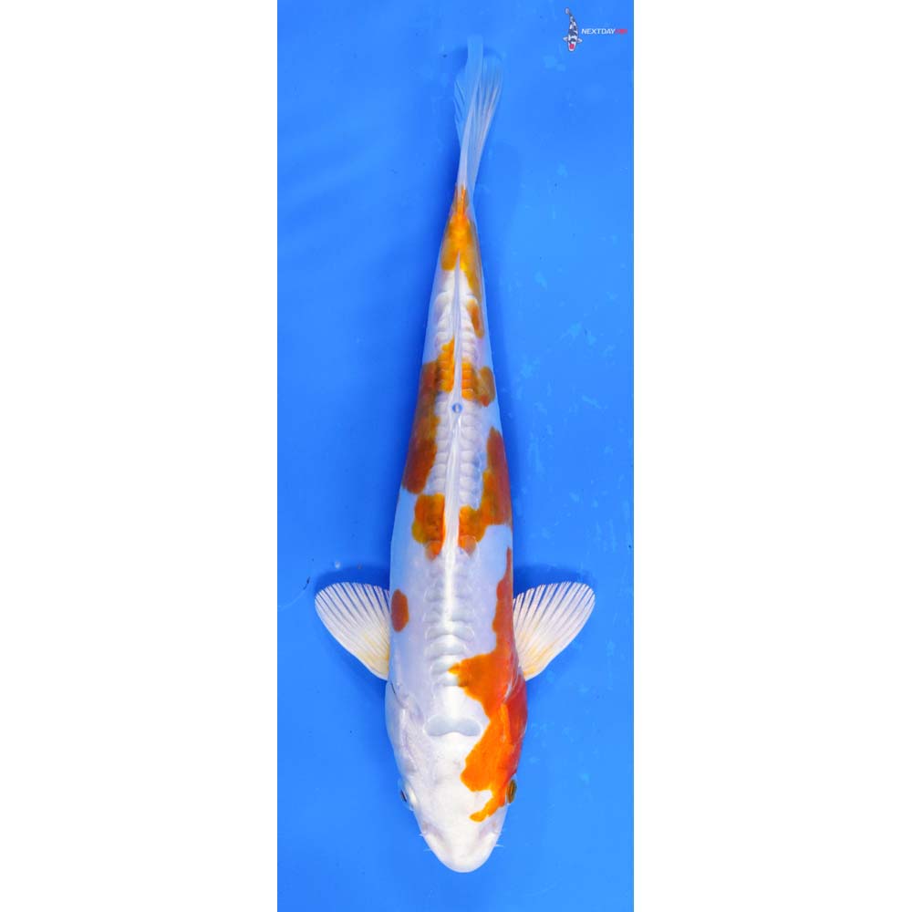 7-kikusui-koi-fish-for-sale