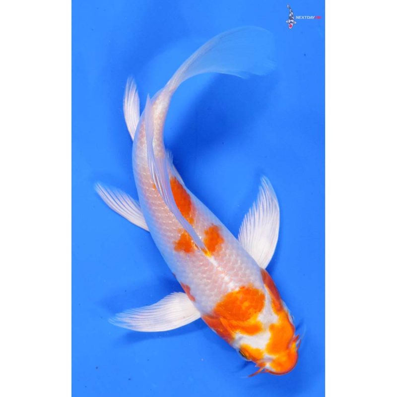 Hariwake Koi Fish For Sale | Next Day Koi