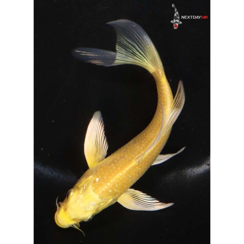4.5” Yamabuki Ogon Butterfly Koi | Koi Fish For Sale
