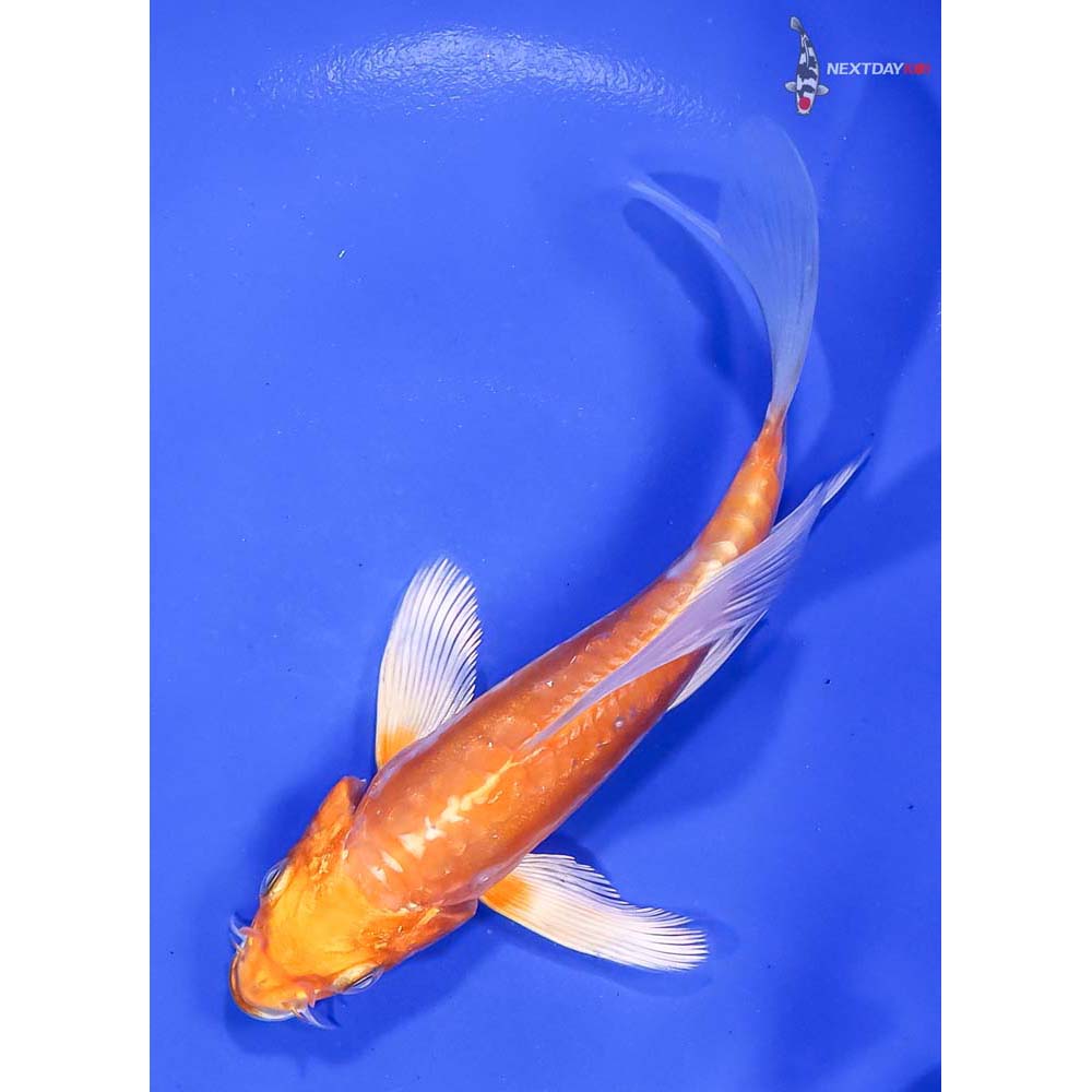 5” Kikusui Butterfly Koi | Koi Fish For Sale