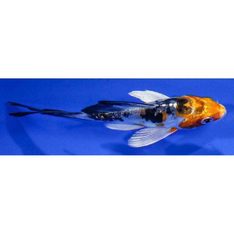 3.5” Heisei Nishiki Butterfly Koi | Koi Fish For Sale