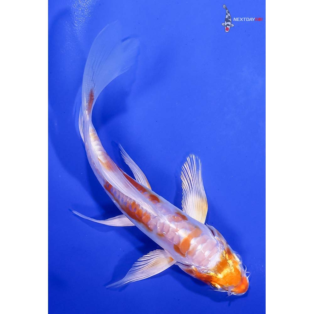 5-5-kikusui-butterfly-koi-koi-fish-for-sale