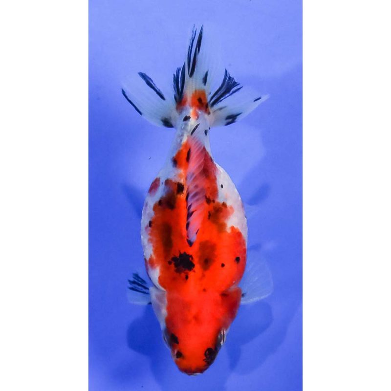 Goldfish For Sale Fancy Goldfish & Pond Goldfish Next Day Koi