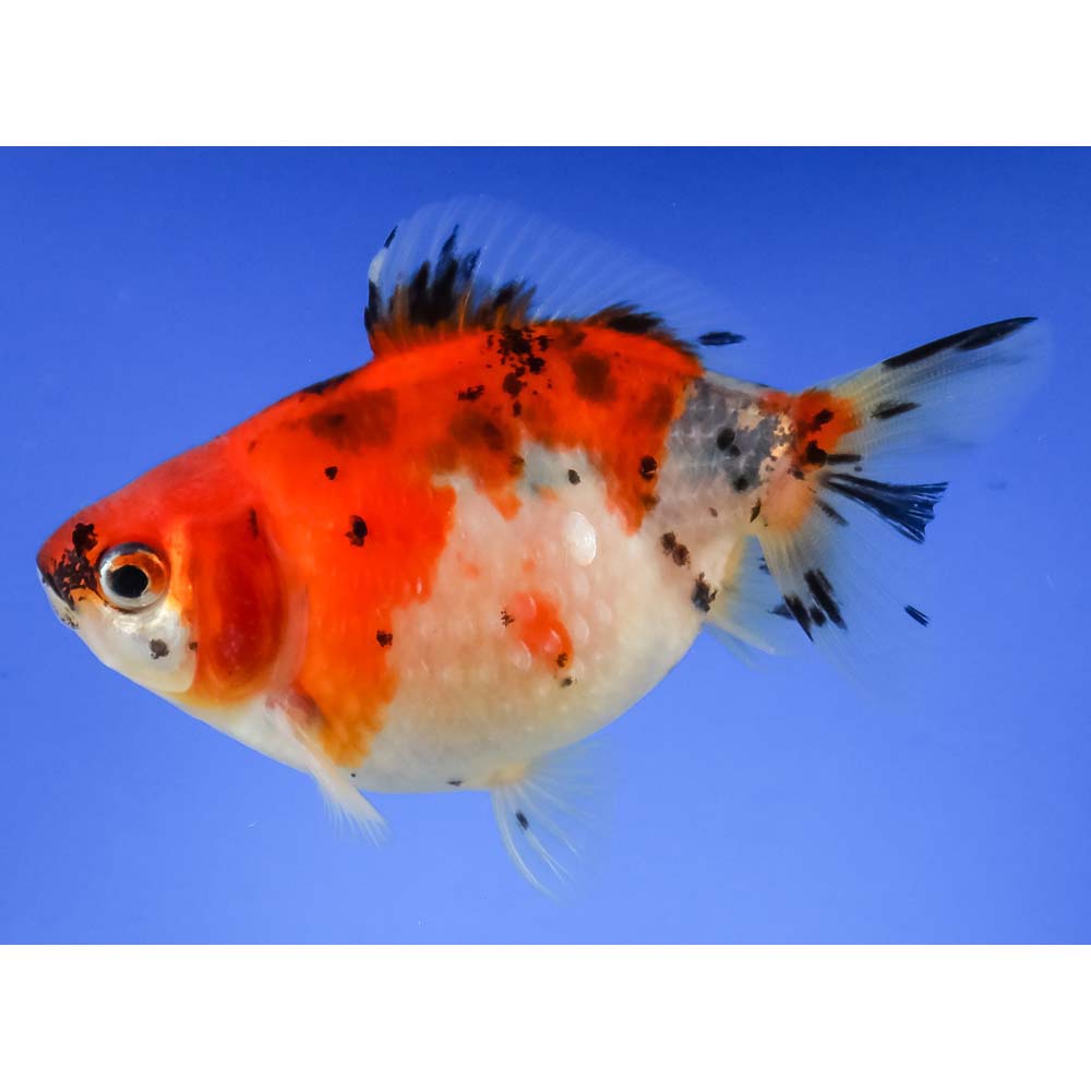 3.5” Imported Calico Pearlscale | Koi Fish For Sale