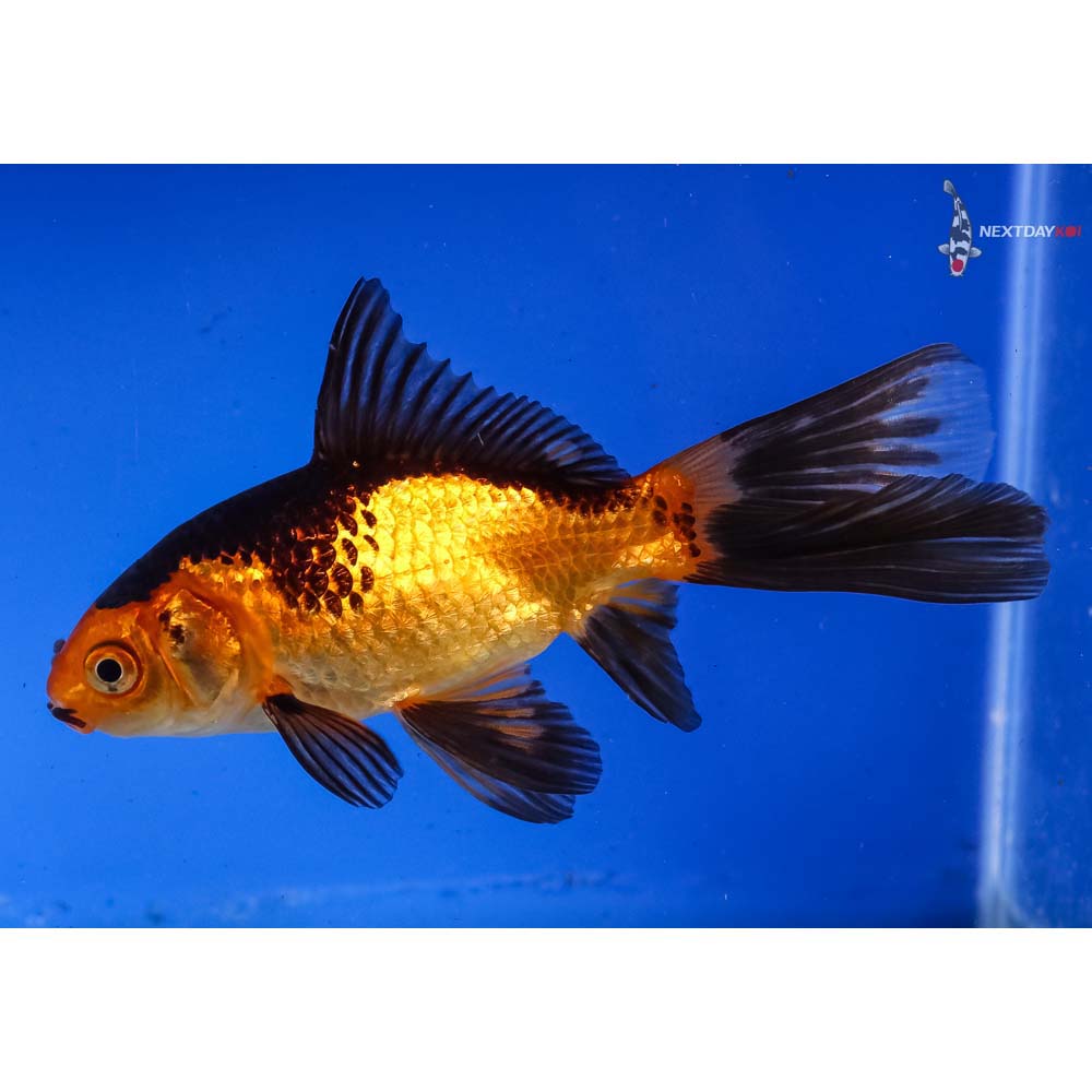 5-imported-red-and-black-comet-koi-fish-for-sale