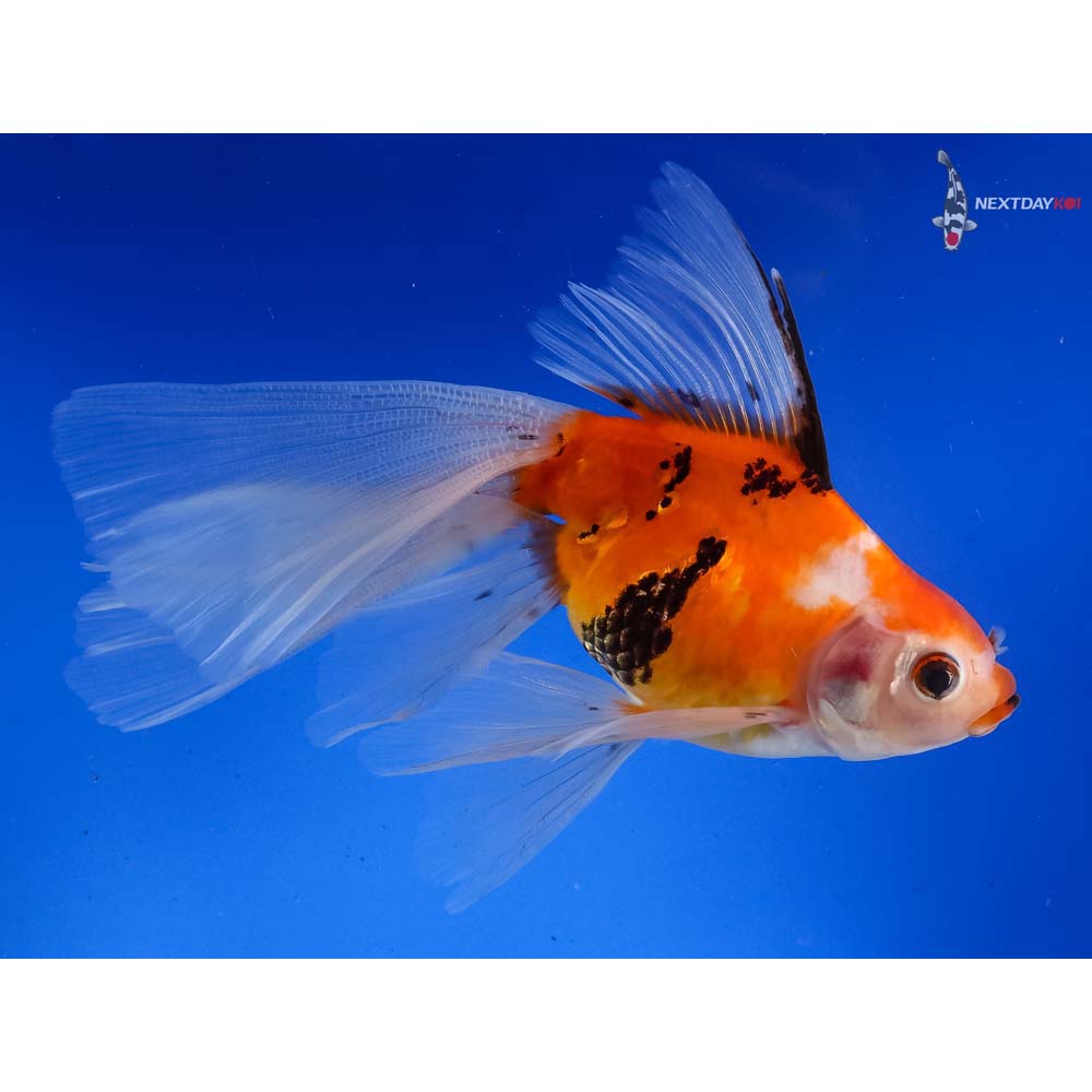 5” Imported Bristol Shubunkin | Koi Fish For Sale