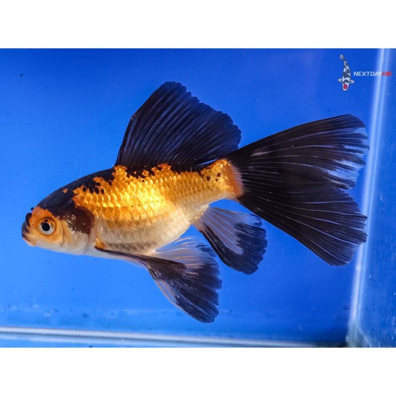 5” Imported Bristol Shubunkin | Koi Fish For Sale