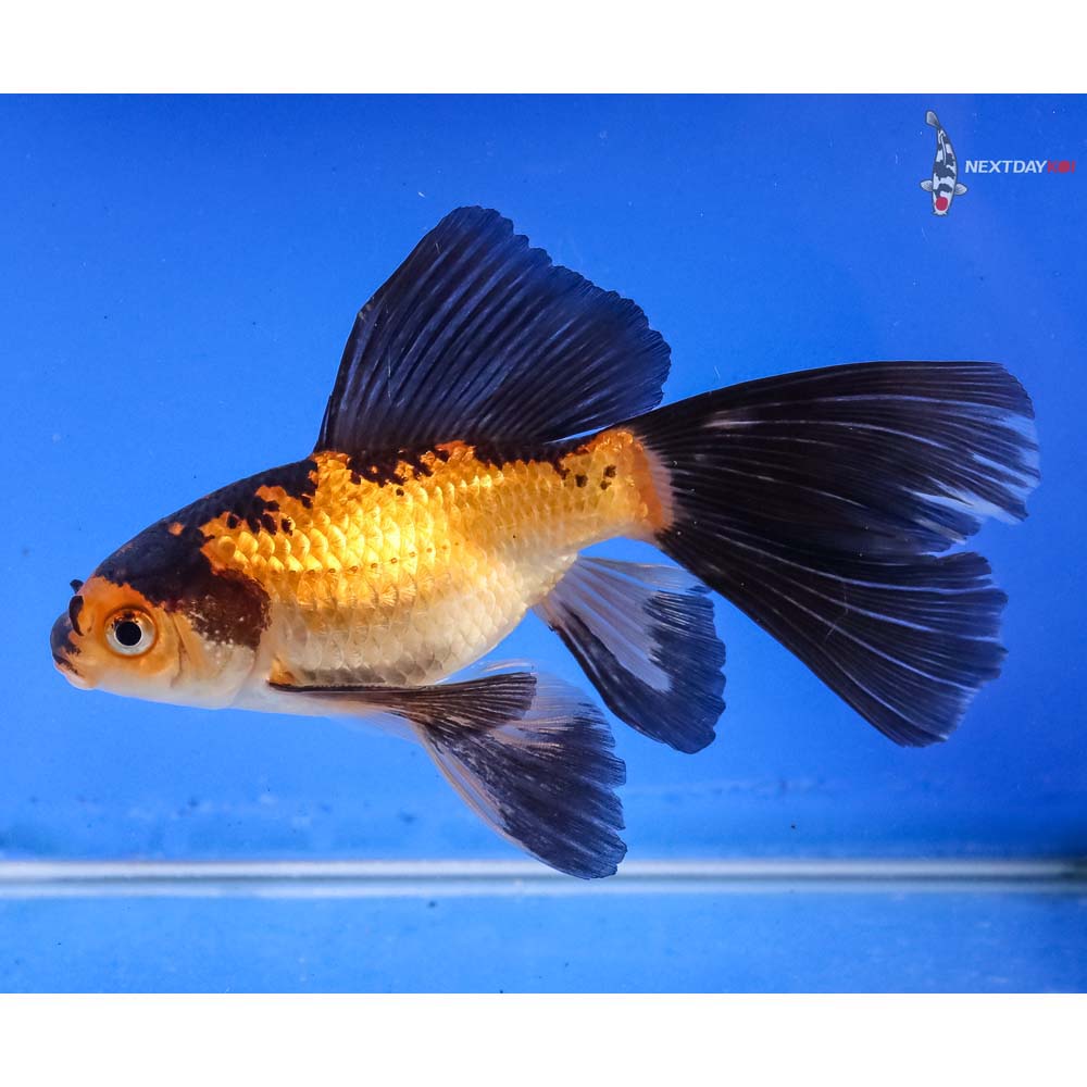 5” Imported Bristol Shubunkin | Koi Fish For Sale