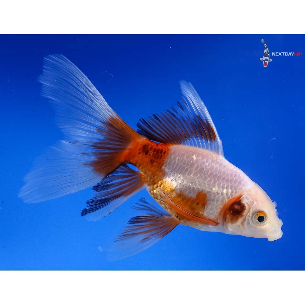 4.5” Imported Bristol Shubunkin | Koi Fish For Sale