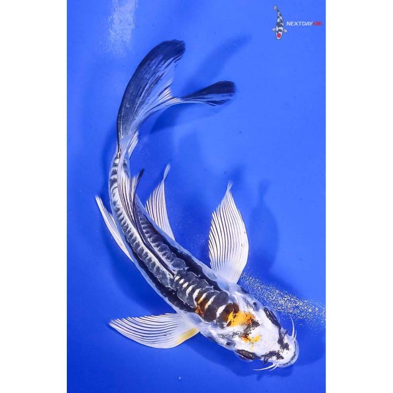 Koi Fish For Sale Next Day Koi   2024.02.15 D 59 13 29 800x800 