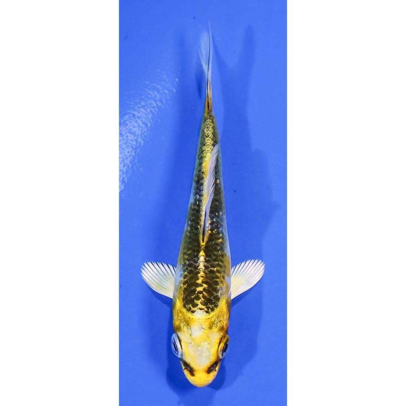 Koi Fish For Sale Next Day Koi