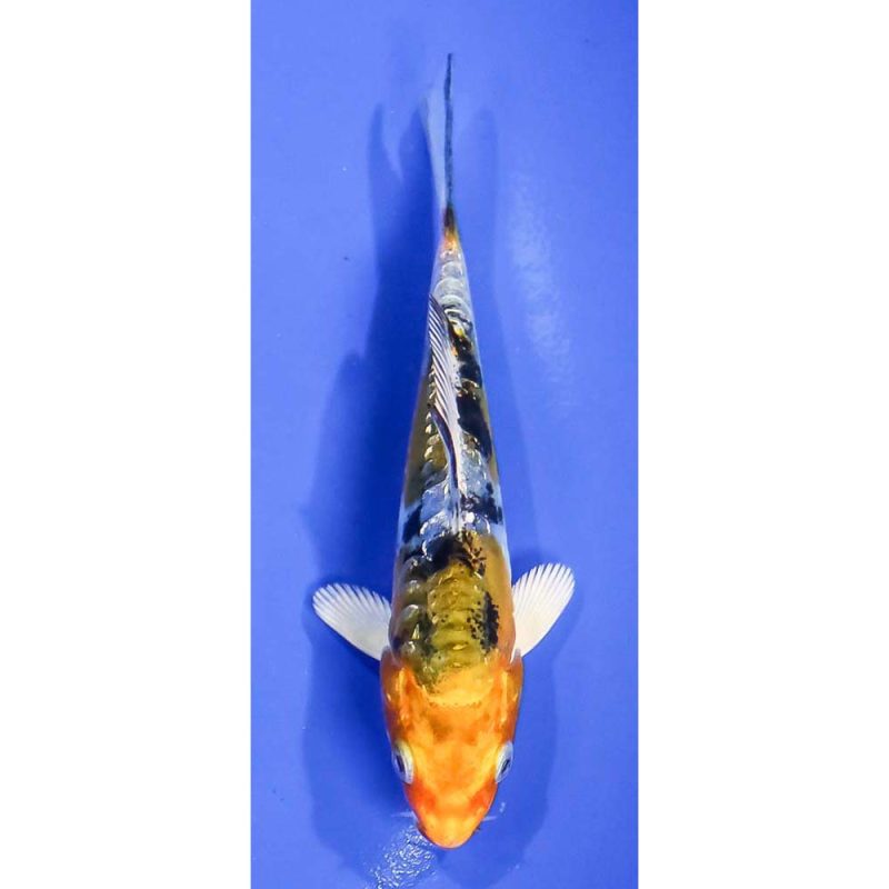 Koi Fish For Sale | Next Day Koi