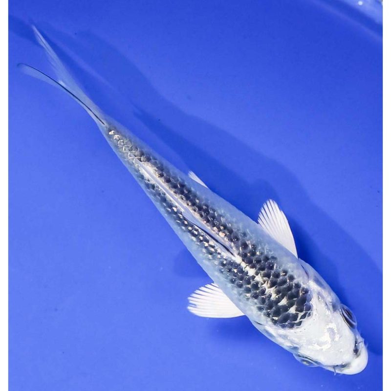 4” Gin Rin Gin Matsuba | Koi Fish For Sale