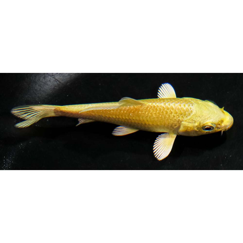 3” Yamabuki Ogon | Koi Fish For Sale