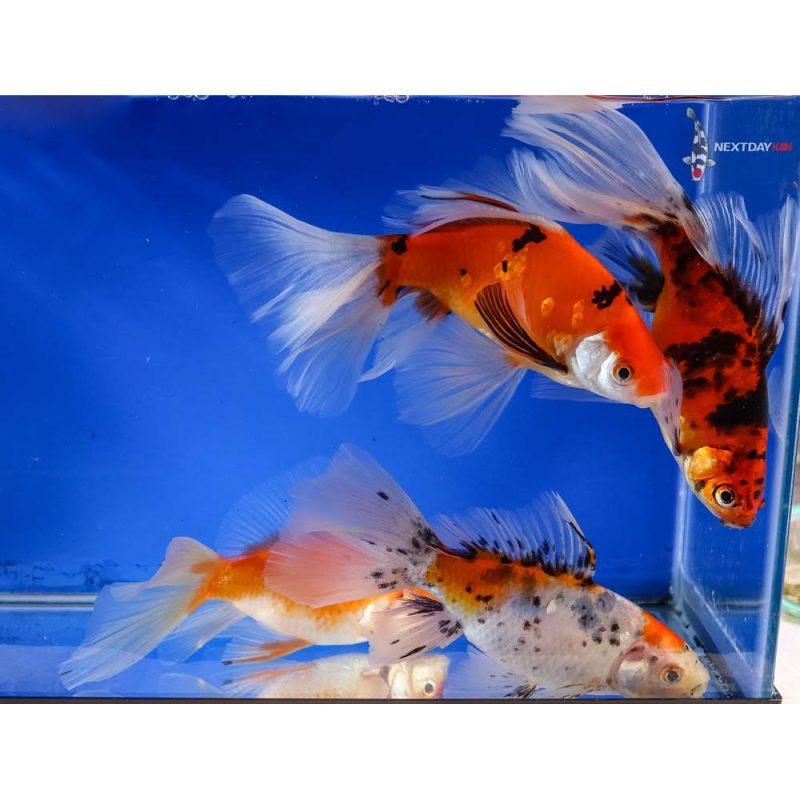 Lot of (4) 5-6.5” Imported Bristol Shubunkin | Koi Fish For Sale
