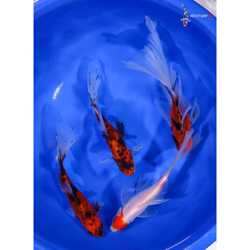 Lot of (4) 5-6.5” Imported Bristol Shubunkin | Koi Fish For Sale