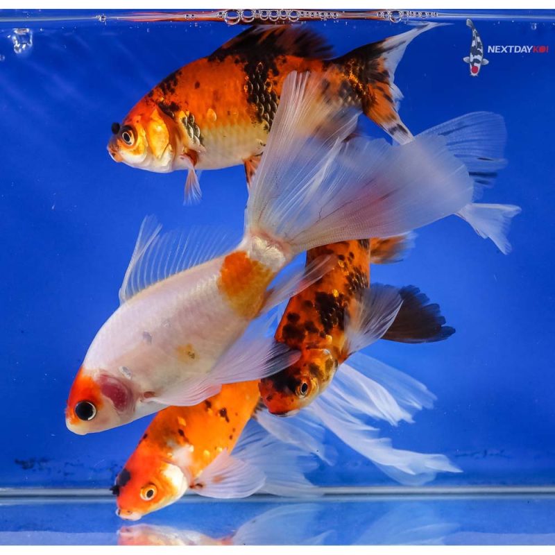 Lot of (4) 5-6.5” Imported Bristol Shubunkin | Koi Fish For Sale