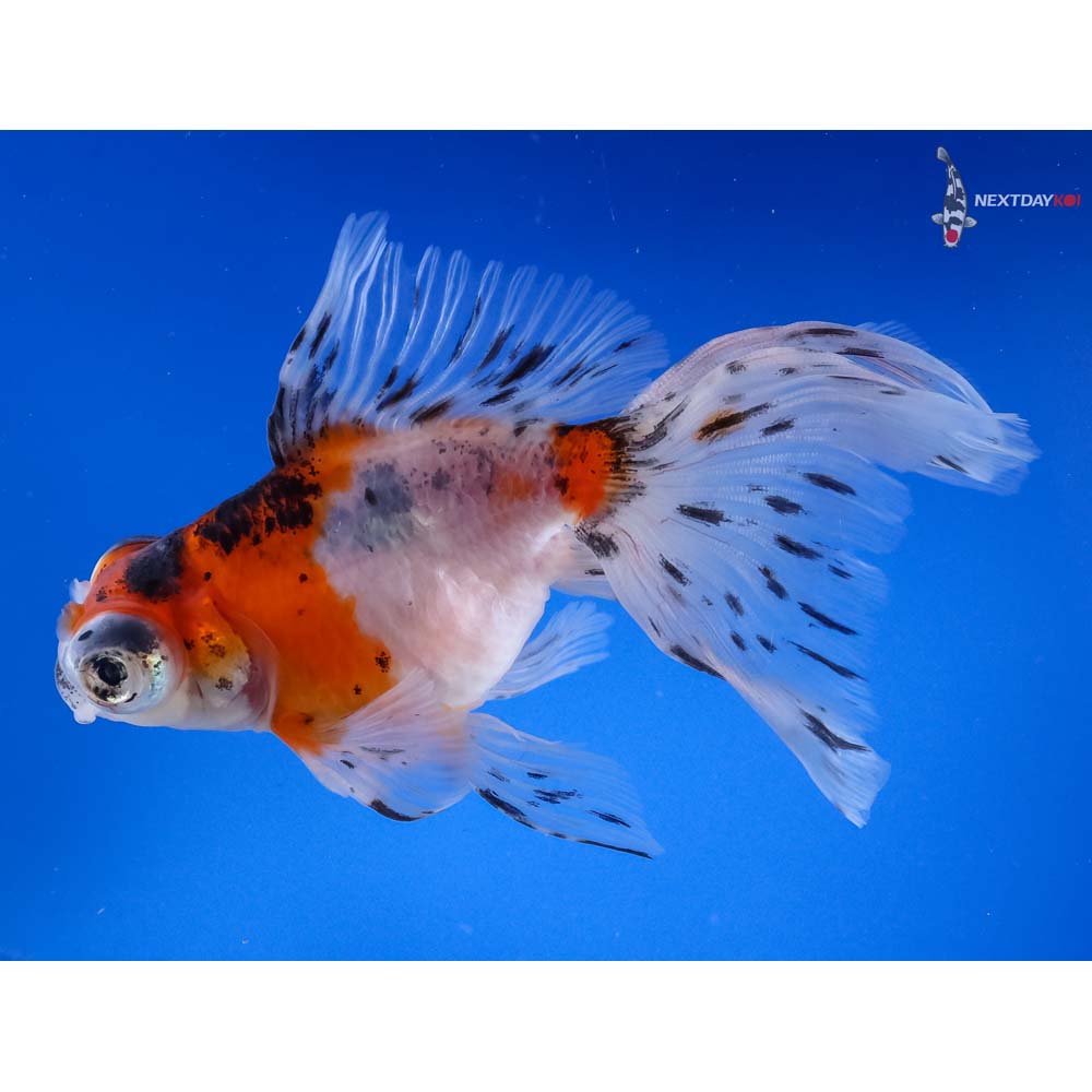 5” Imported Calico Butterfly Tail | Koi Fish For Sale