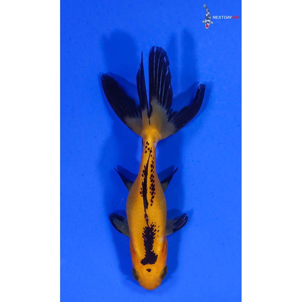3-imported-yellow-and-black-wakin-koi-fish-for-sale