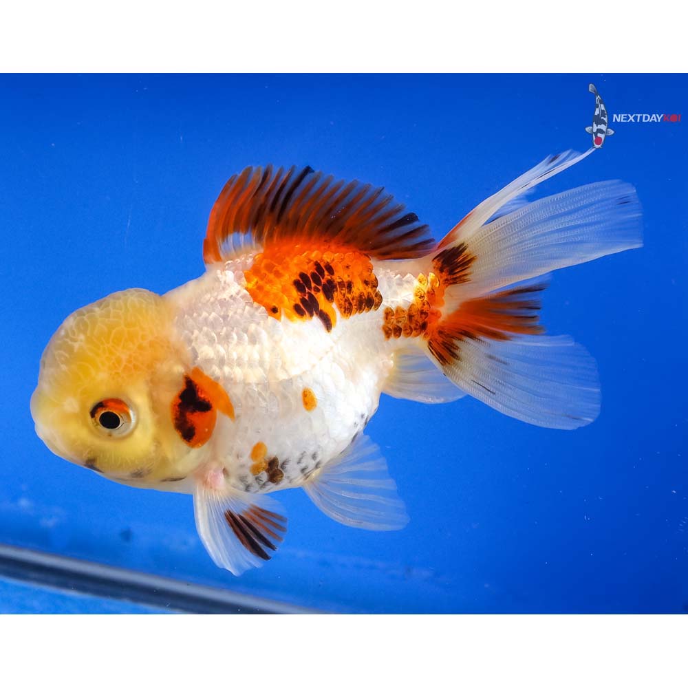 4” Imported Male Tri Color Panda Oranda | Koi Fish For Sale