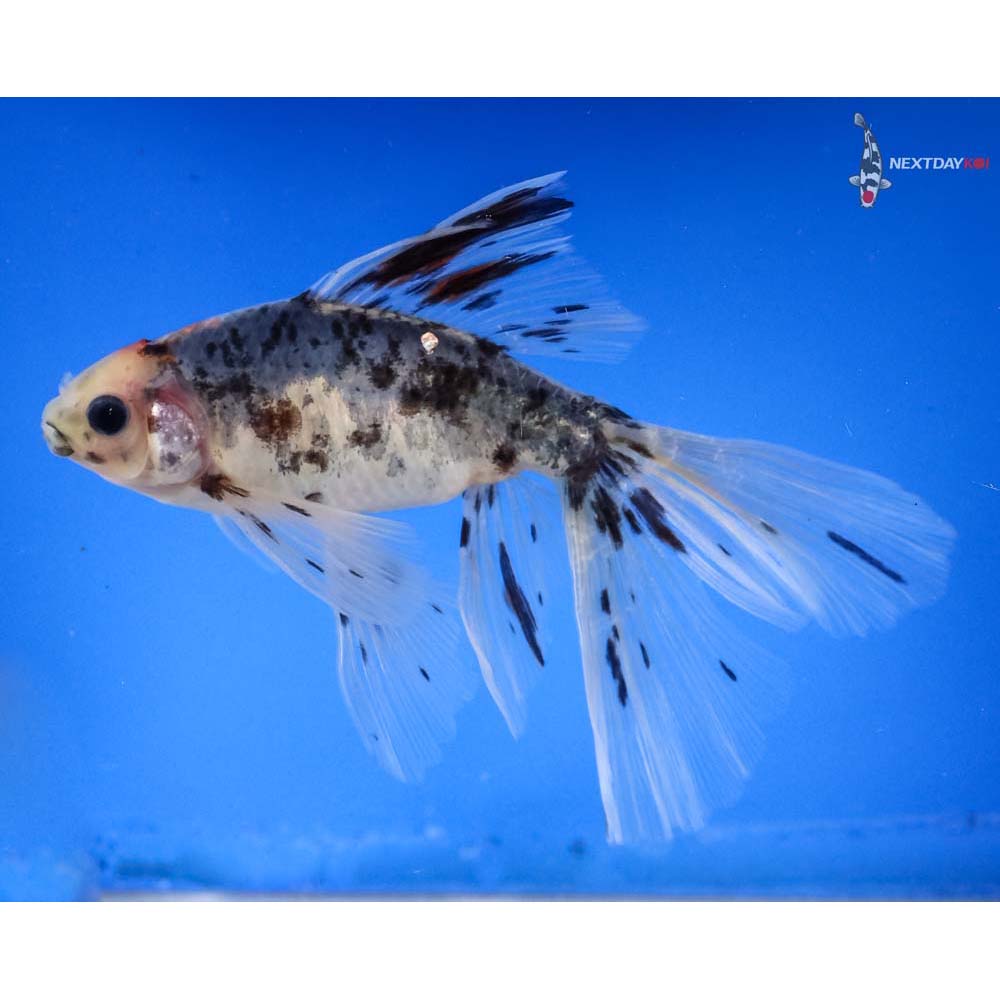 4 5 Imported Bristol Shubunkin Koi Fish For Sale 4-5-imported-bristol-shubunkin-koi-fish-for-sale
