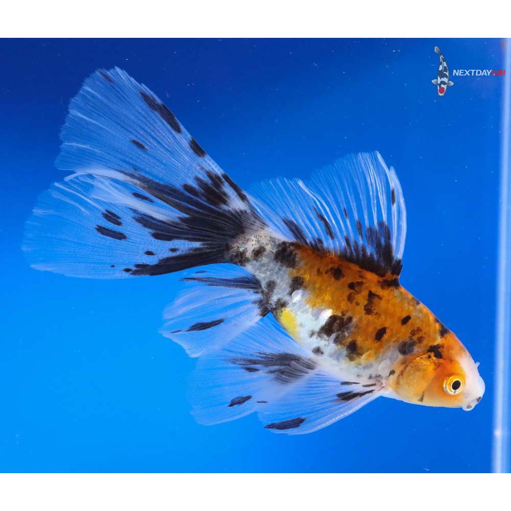 4-5-imported-bristol-shubunkin-koi-fish-for-sale