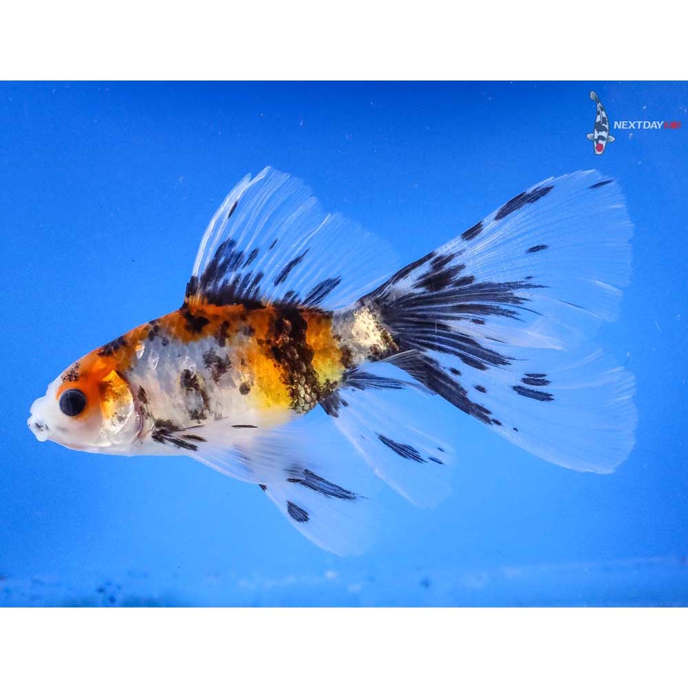 4.5” Imported Bristol Shubunkin | Koi Fish For Sale