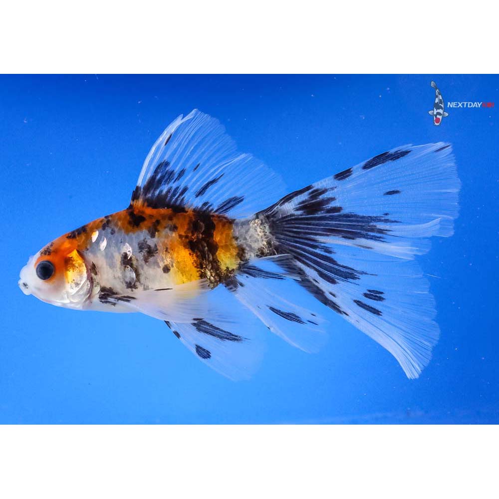 4.5” Imported Bristol Shubunkin | Koi Fish For Sale