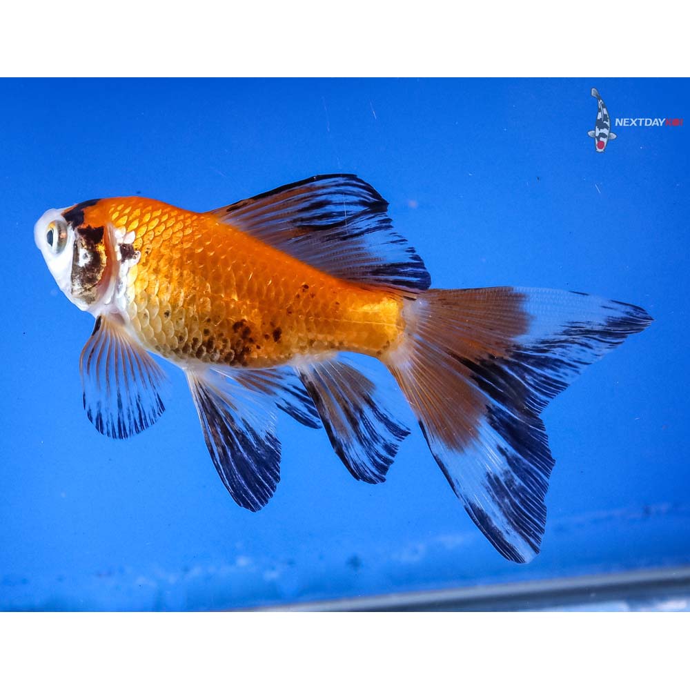 4 Imported Bristol Shubunkin Koi Fish For Sale 4-imported-bristol-shubunkin-koi-fish-for-sale