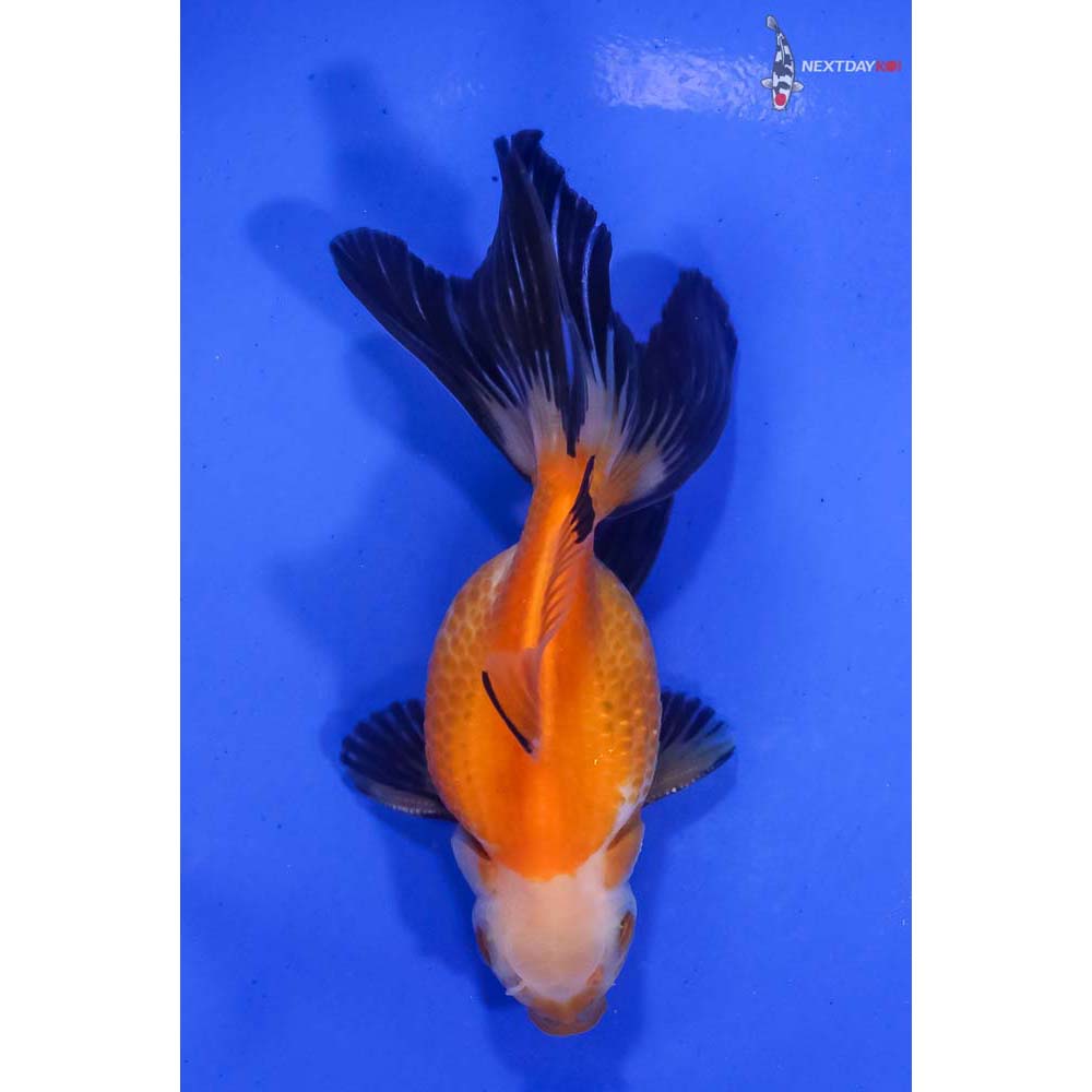 4-imported-male-tri-color-pearlscale-koi-fish-for-sale