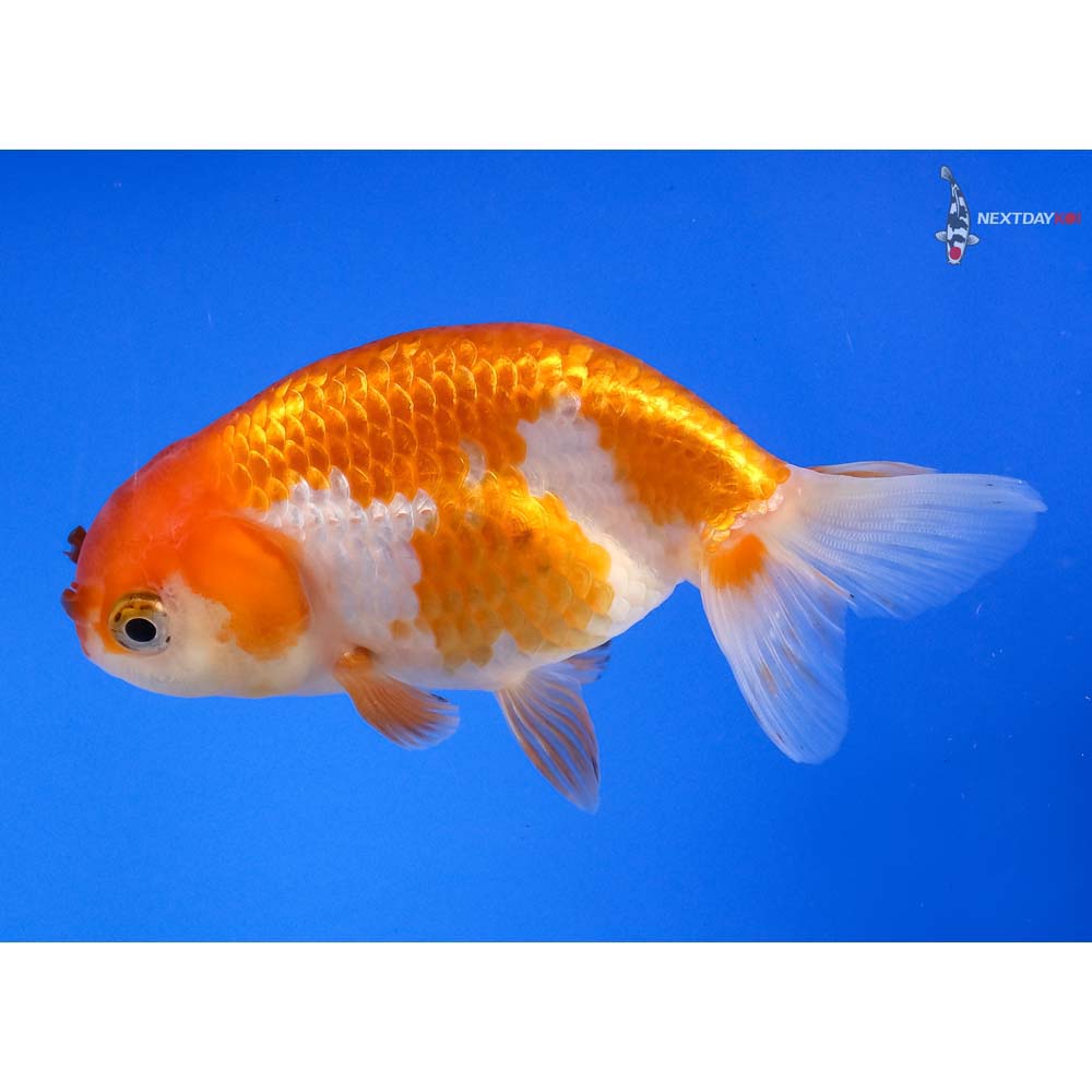 3-5-imported-red-and-white-ranchu-koi-fish-for-sale