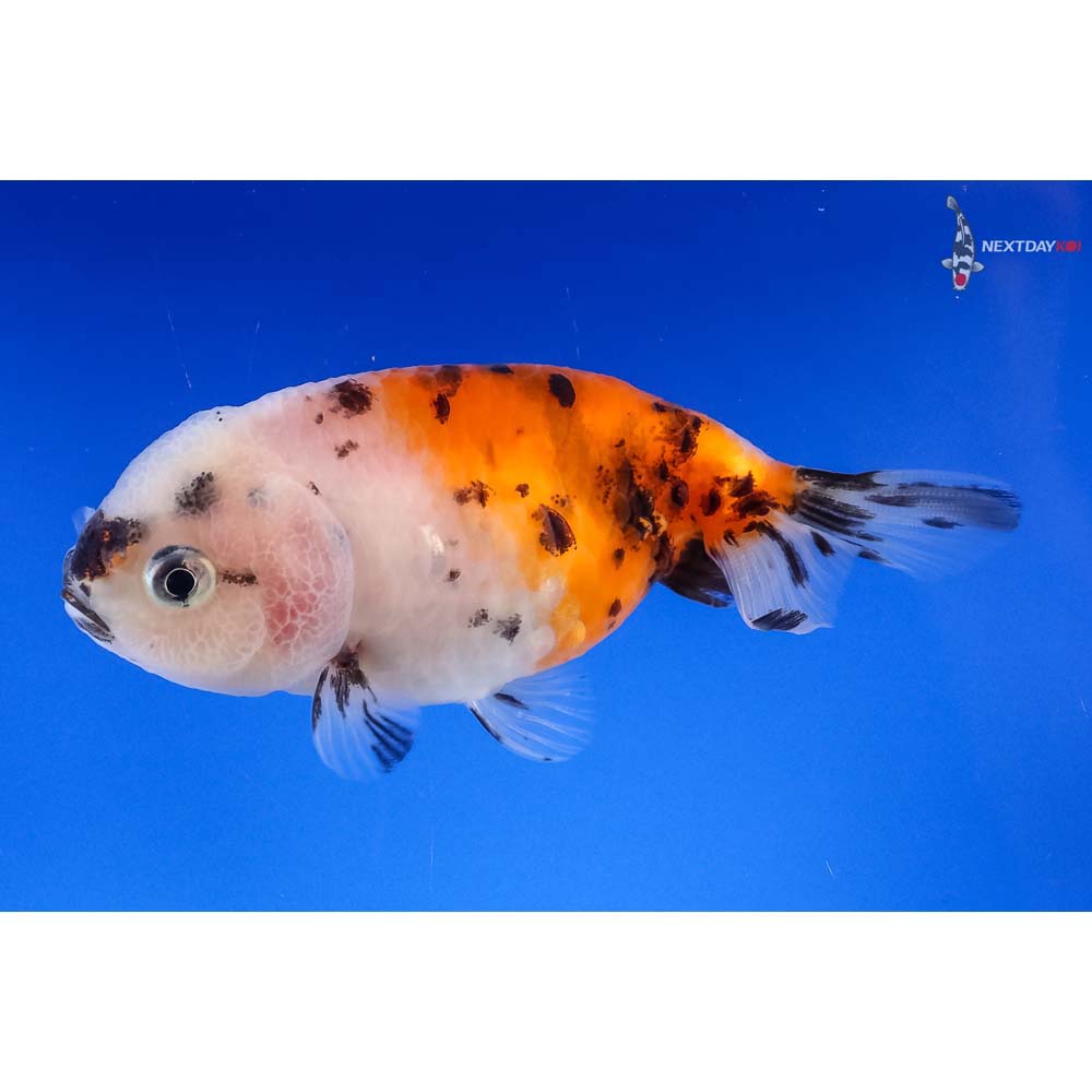 3-5-imported-calico-ranchu-koi-fish-for-sale