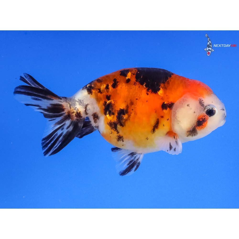 3.5” Imported Male Calico Ranchu | Koi Fish For Sale