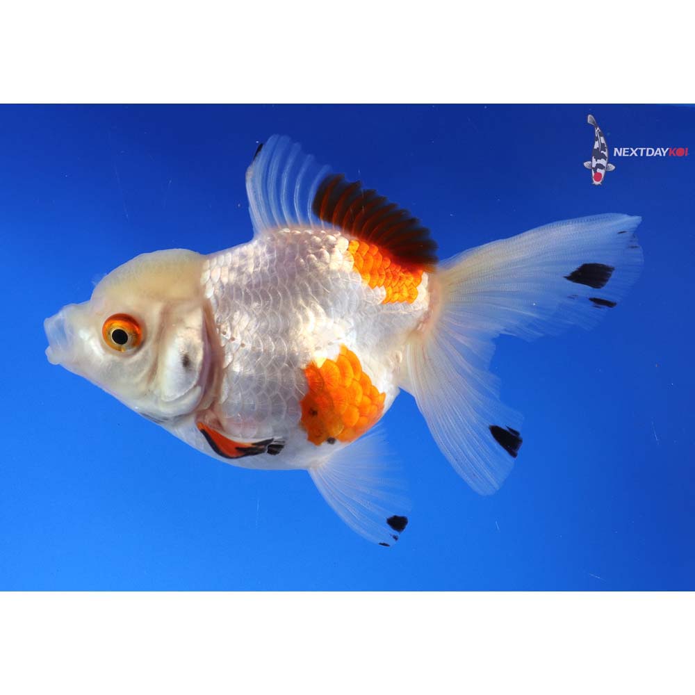 3.5” Imported Tri Color Oranda | Koi Fish For Sale